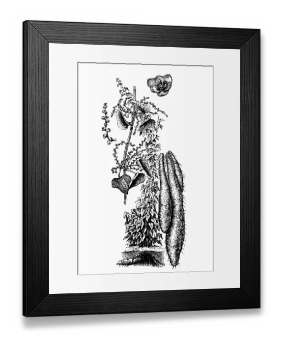 Framed Print : Yam (Dioscorea Sativa)