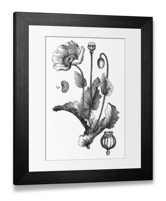Framed Print : Papaver somniferum (Opium poppy) Framed Print : Papaver somniferum (Opium poppy)