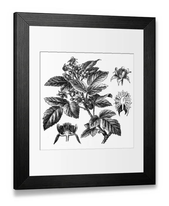 Framed Print : Rubus idaeus (raspberry) Framed Print : Rubus idaeus (raspberry)