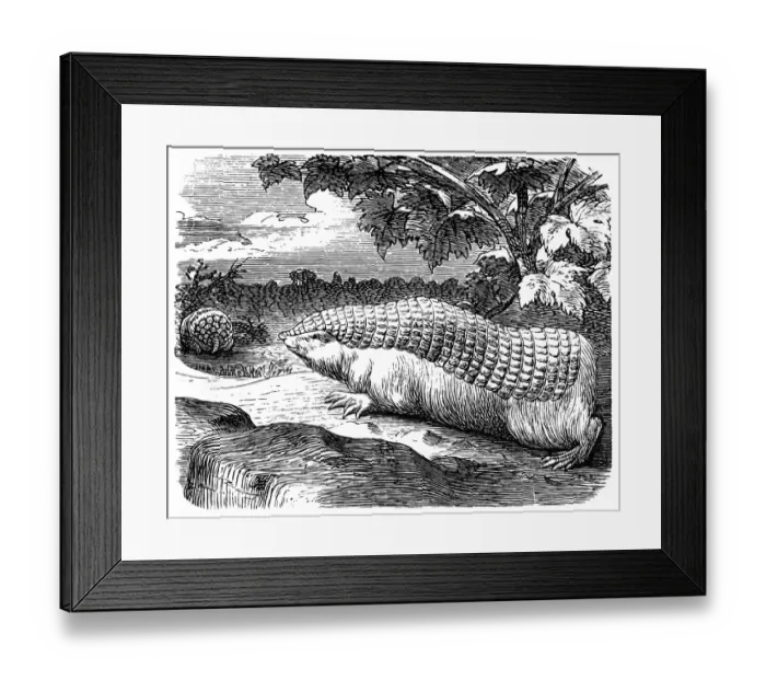 Framed Print : Pink fairy armadillo (Chlamyphorus truncatus)