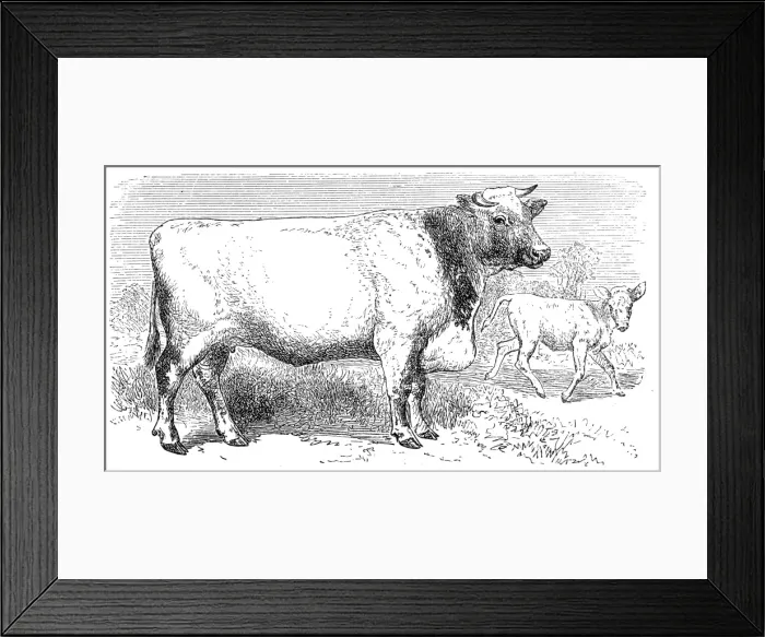 Framed Print : Shorthorn breed