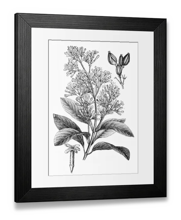 Framed Print : Cinchona condaminea Framed Print : Cinchona condaminea
