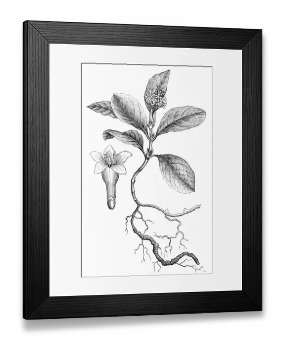 Framed Print : Ipecacuanha (Cephaelis Ipecacuanha) Framed Print : Ipecacuanha (Cephaelis Ipecacuanha)