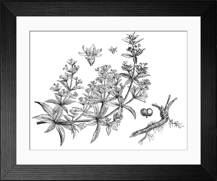 Framed Print : Rubia tinctorum (madder or dyers madder) Framed Print : Rubia tinctorum (madder or dyers madder)