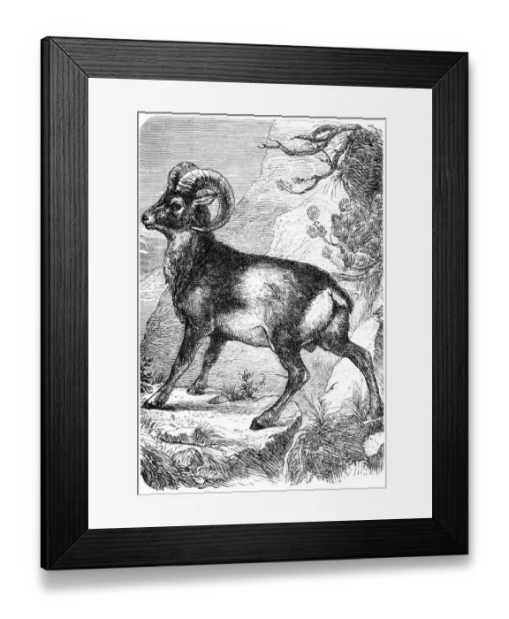 Framed Print : Muflon (ovis musimon) Framed Print : Muflon (ovis musimon)