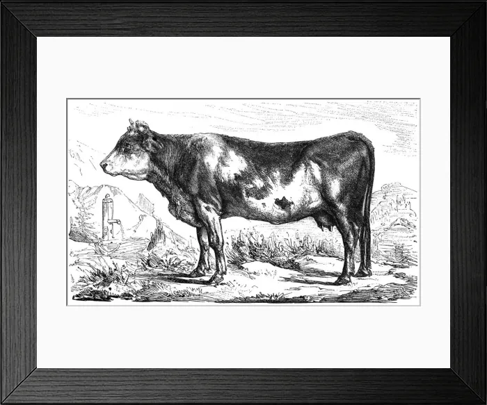 Framed Print : Cow breed Bernese Framed Print : Cow breed Bernese