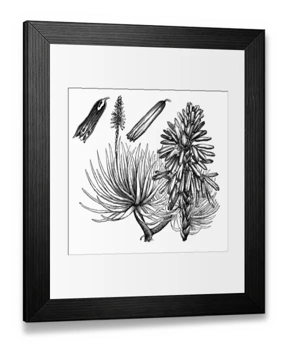 Framed Print : Aloe (Aloe Socotrina)
