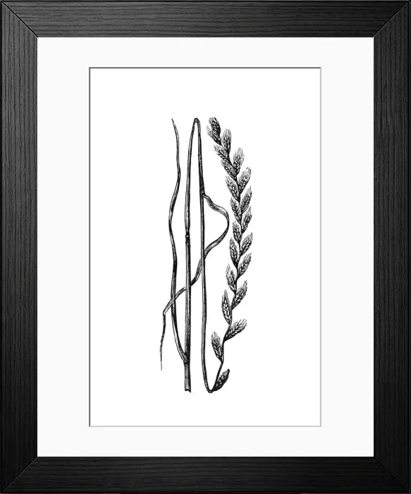 Framed Print : Ryegrass (Lolium) Framed Print : Ryegrass (Lolium)