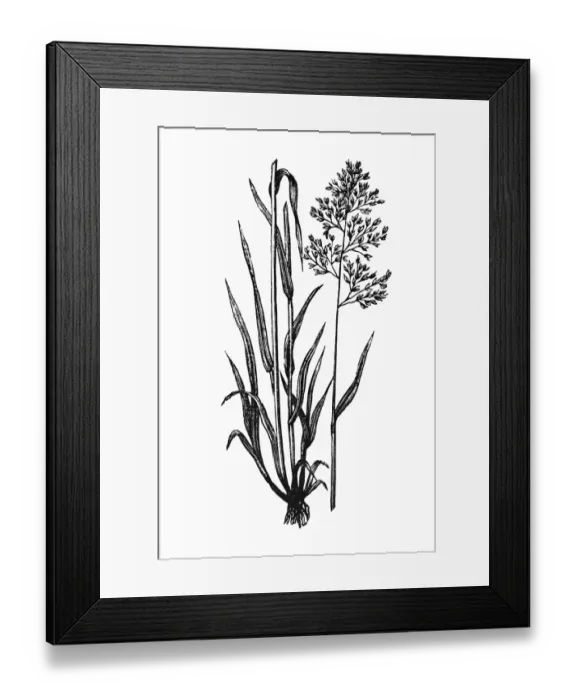 Framed Print : Holcus lanatus Framed Print : Holcus lanatus