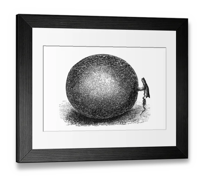 Framed Print : Berlin muskmelon Framed Print : Berlin muskmelon