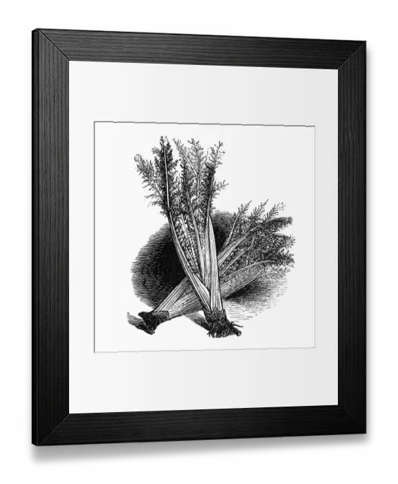 Framed Print : Spanish Artichoke Framed Print : Spanish Artichoke