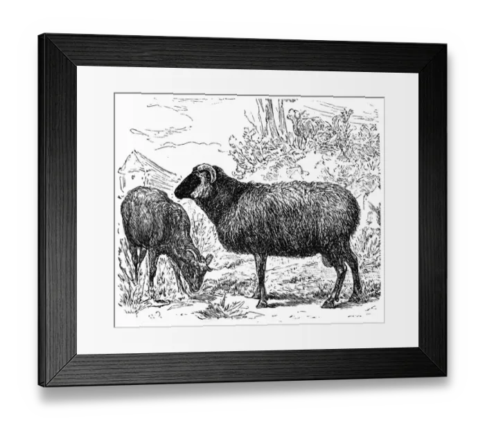 Framed Print : Heidschnucke Framed Print : Heidschnucke