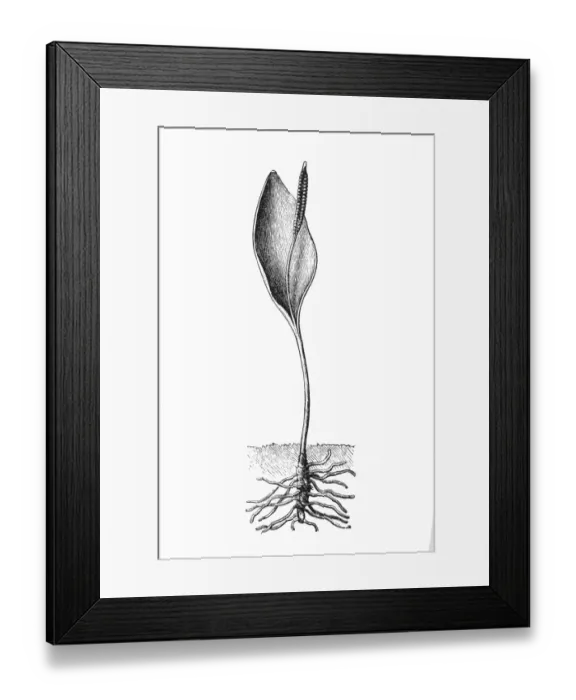 Framed Print : Ophioglossum vulgatum (adder s-tongue) Framed Print : Ophioglossum vulgatum (adder s-tongue)