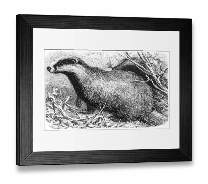 Framed Print : European badger(Meles meles) Framed Print : European badger(Meles meles)