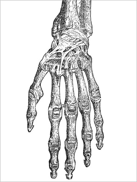 Hand. Antique illustration of a human hand with tendons