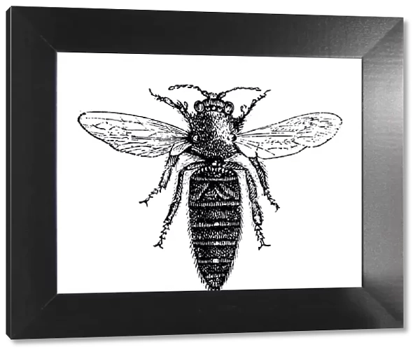 Queen bee. Illustration of a Queen bee