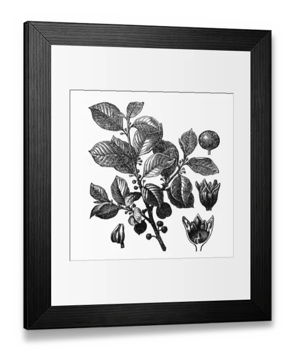 Framed Print : Rhamnus frangula, (Frangula alnus) Framed Print : Rhamnus frangula, (Frangula alnus)