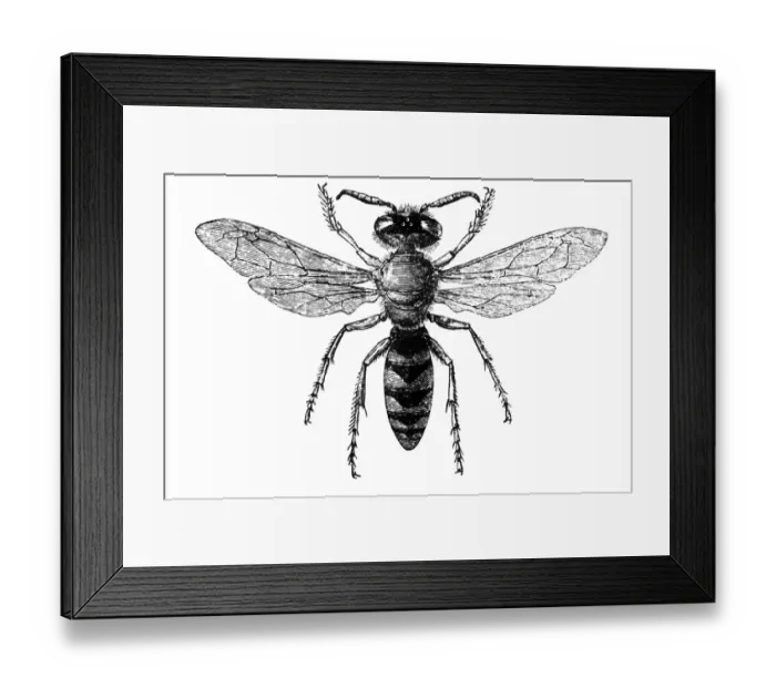 Framed Print : Beewolves (genus Philanthus), also known as bee-hunters or bee-killer wasps Framed Print : Beewolves (genus Philanthus), also known as bee-hunters or bee-killer wasps