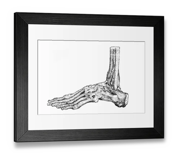 Framed Print : Foot bones Framed Print : Foot bones