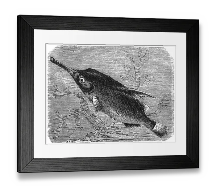 Framed Print : Longspine snipefish (Macroramphosus scolopax) Framed Print : Longspine snipefish (Macroramphosus scolopax)
