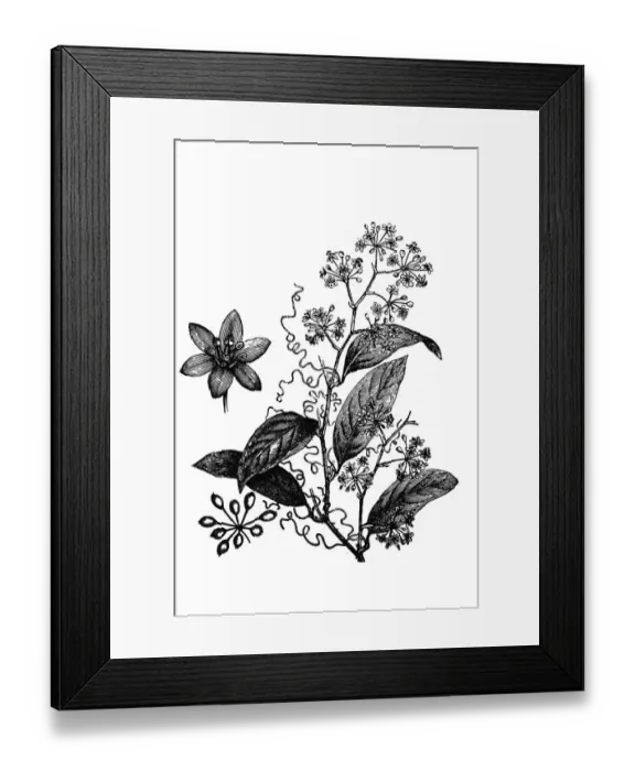 Framed Print : smilax syphilitica Framed Print : smilax syphilitica