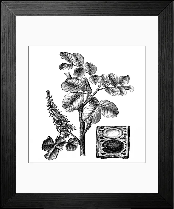 Framed Print : Ceratonia siliqua (carob tree) Framed Print : Ceratonia siliqua (carob tree)