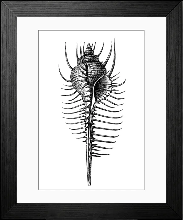 Framed Print : Woodcock shell (Murex tenuispina) Framed Print : Woodcock shell (Murex tenuispina)