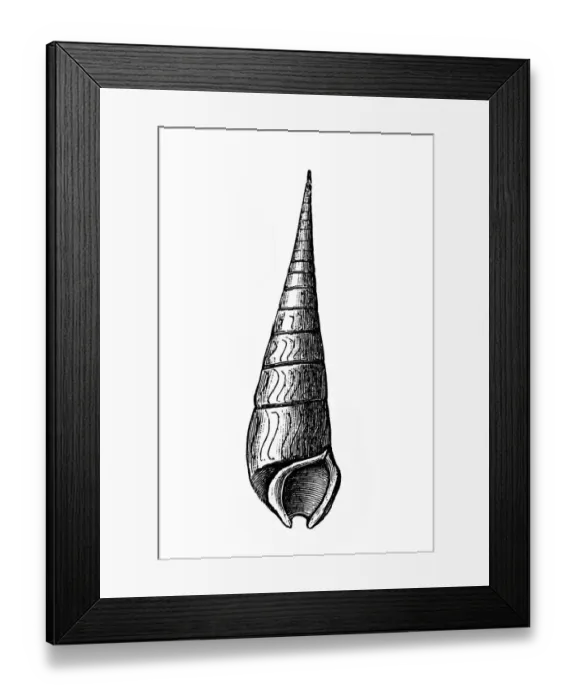 Framed Print : Mollusks. Antique illustration of a Mollusks, Faunus ater