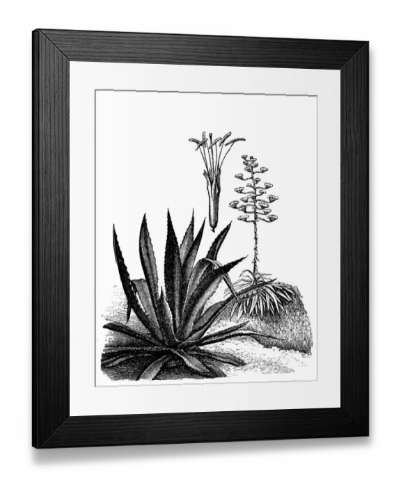 Framed Print : Agave americana (maguey or American aloe) Framed Print : Agave americana (maguey or American aloe)