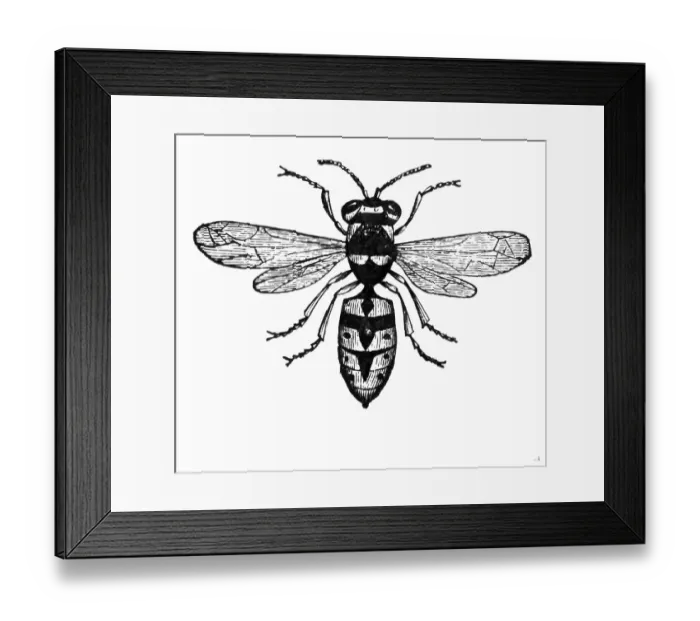 Framed Print : Wasp Framed Print : Wasp