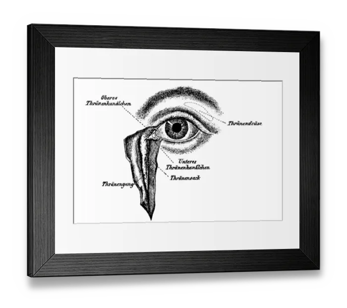Framed Print : Lacrimal apparatus Framed Print : Lacrimal apparatus