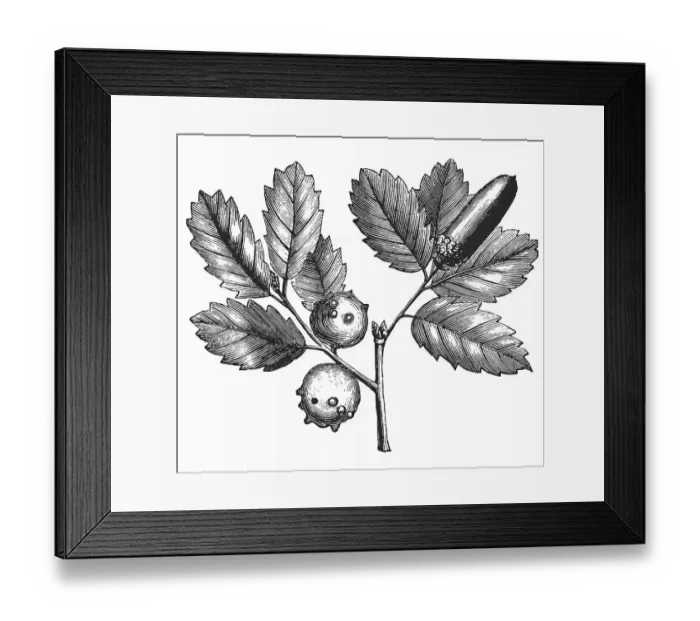 Framed Print : oak. Antique illustration of a Oak