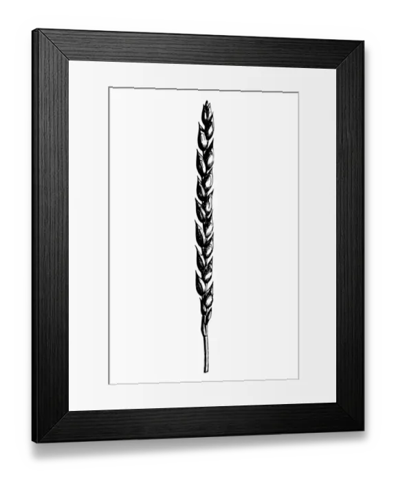 Framed Print : Spelt (Triticum spelta muticum) Framed Print : Spelt (Triticum spelta muticum)