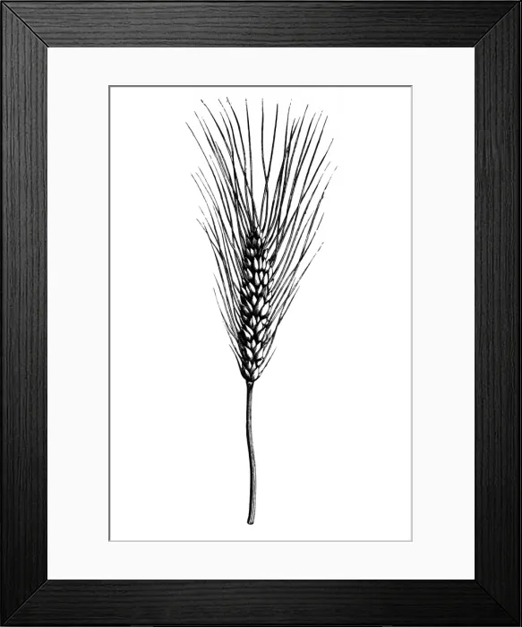 Framed Print : Wheat (triticum compactum aristatum) Framed Print : Wheat (triticum compactum aristatum)