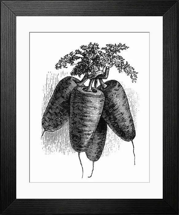 Framed Print : Frankfurt carrot Framed Print : Frankfurt carrot