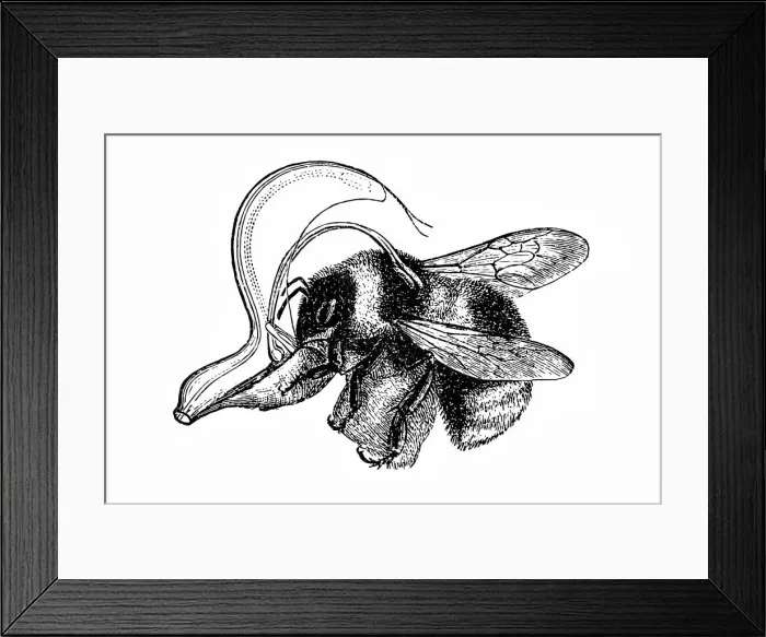 Framed Print : Bee pollinating Framed Print : Bee pollinating