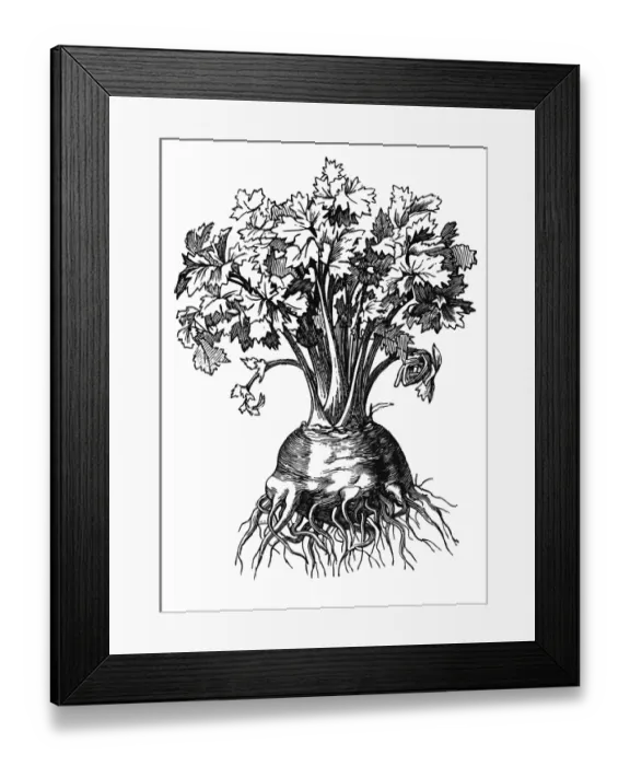 Framed Print : Celeriac. Celery of a variety that forms a large swollen turnip like root Framed Print : Celeriac. Celery of a variety that forms a large swollen turnip like root