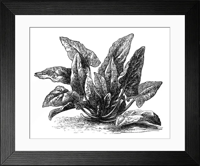 Framed Print : Spinach (Spinacia oleracea) Framed Print : Spinach (Spinacia oleracea)