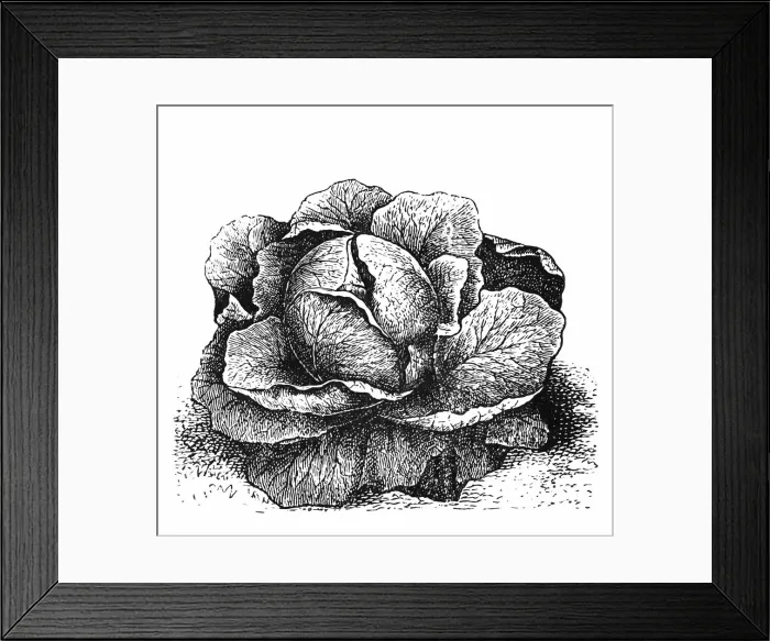 Framed Print : Cabbage. Engraved illustration of cabbage Framed Print : Cabbage. Engraved illustration of cabbage