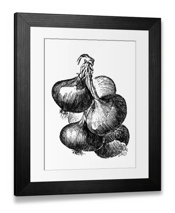 Framed Print : Onion. Engraved image of onion Framed Print : Onion. Engraved image of onion