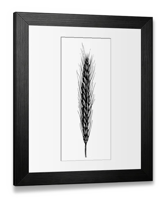 Framed Print : Rye (Secale cereale)