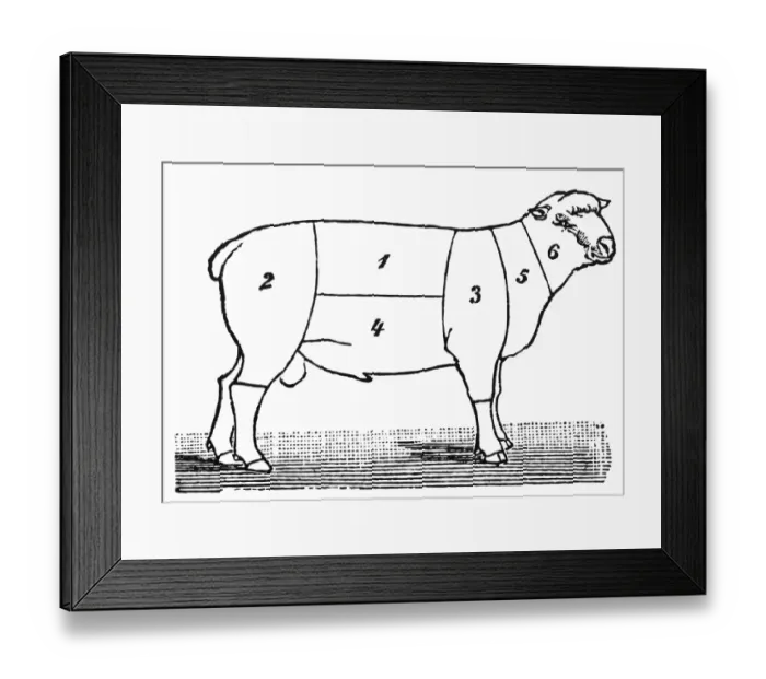 Framed Print : Cuts of lamb or mutton diagram Framed Print : Cuts of lamb or mutton diagram