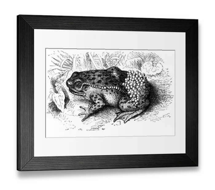 Framed Print : Midwife toad (Alytes obstetricans) Framed Print : Midwife toad (Alytes obstetricans)