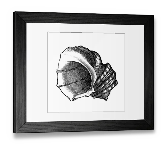 Framed Print : Hone shell (lima squamosa) Framed Print : Hone shell (lima squamosa)