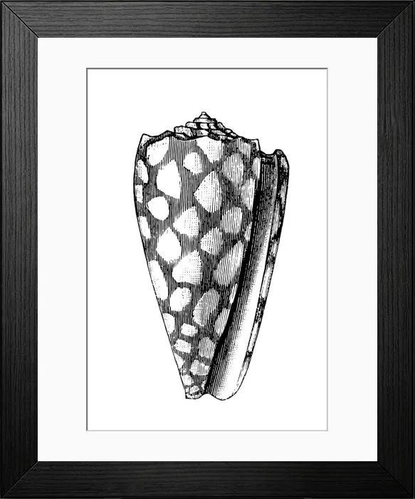 Framed Print : Marbled Cone (Conus Marmoreus) Framed Print : Marbled Cone (Conus Marmoreus)