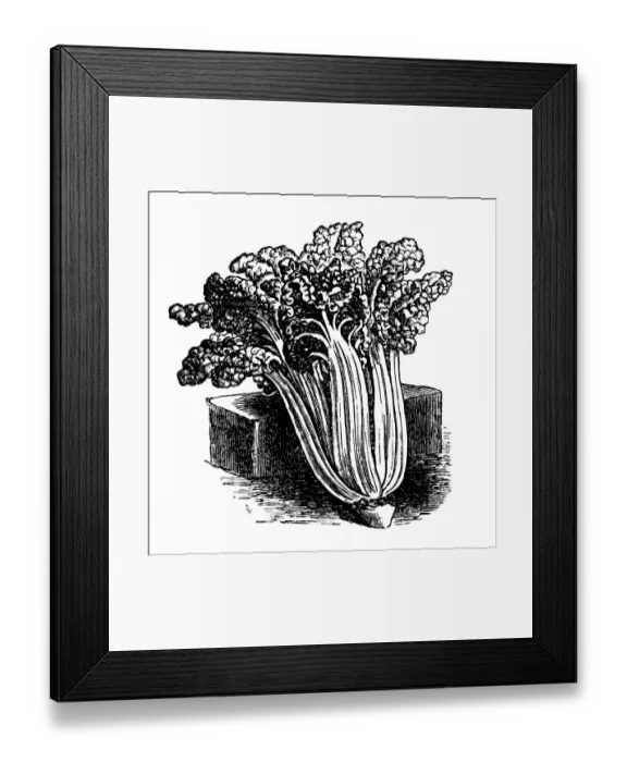 Framed Print : Curly silver chard Framed Print : Curly silver chard
