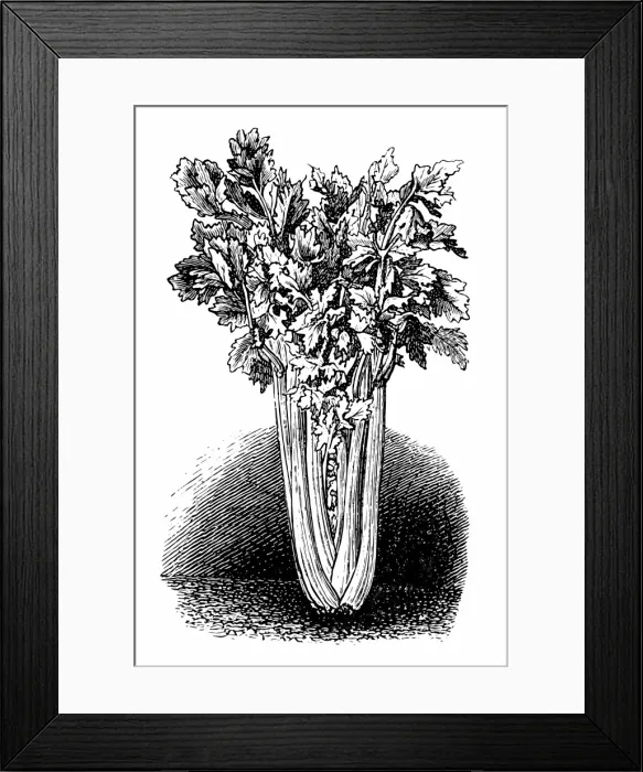 Framed Print : Celery. Antique engraving of a celery, isolated on white Framed Print : Celery. Antique engraving of a celery, isolated on white