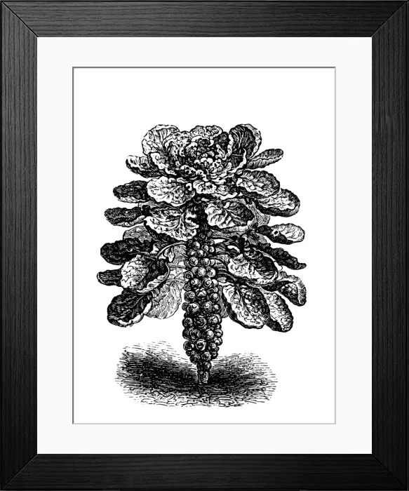 Framed Print : Kohlrabi. Engraved illustration of Kohlrabi Framed Print : Kohlrabi. Engraved illustration of Kohlrabi