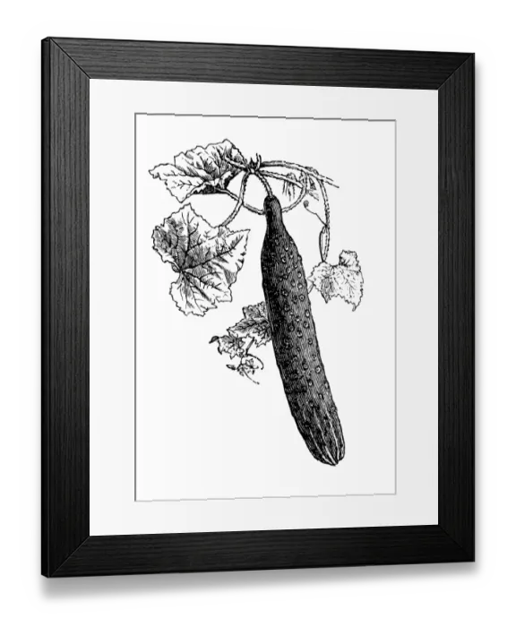 Framed Print : Cucumber (Cucumis sativus) Framed Print : Cucumber (Cucumis sativus)