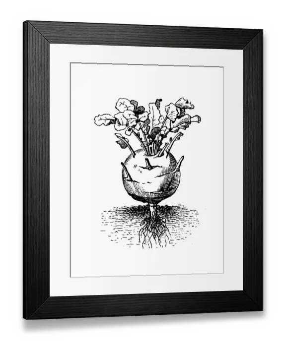 Framed Print : Kohlraby. Illustration engraving of a Kohlraby Framed Print : Kohlraby. Illustration engraving of a Kohlraby